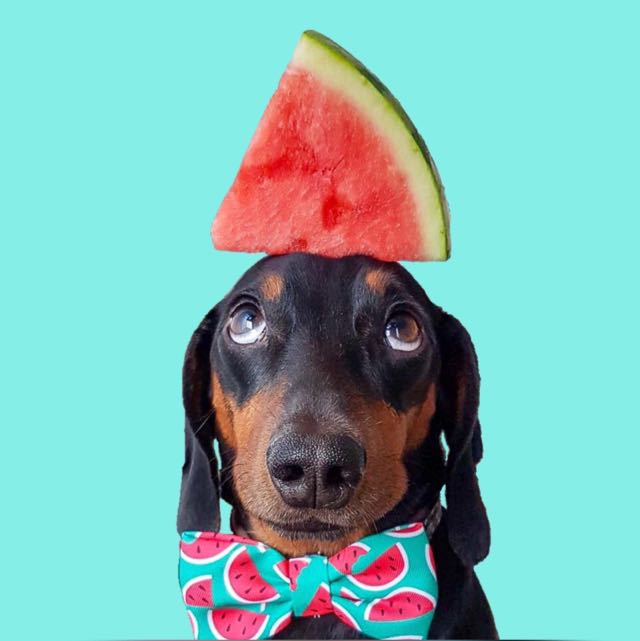 Harlso the Balancing Hound WhatsApp Channel