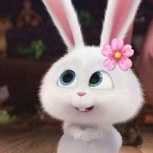 Canal de WhatsApp de Películas y Series Animadas
