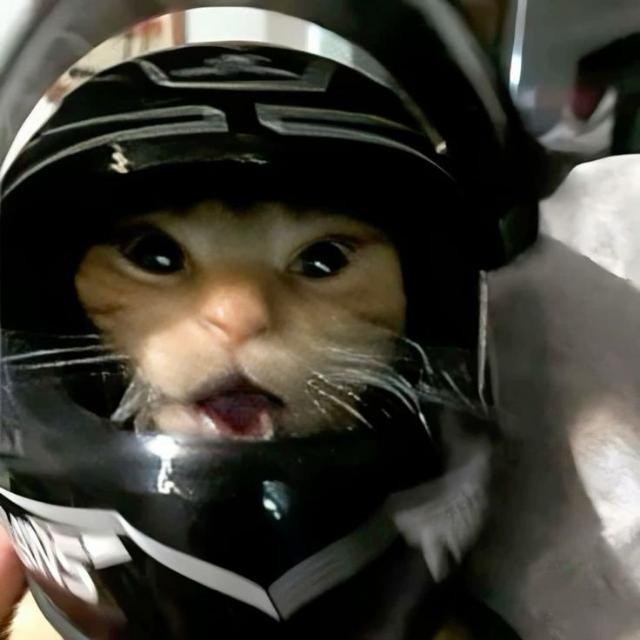 Canal de WhatsApp My Honest Reaction: frases y diversión