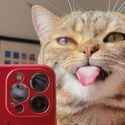 Canal de WhatsApp MEMES: Risas sin fin