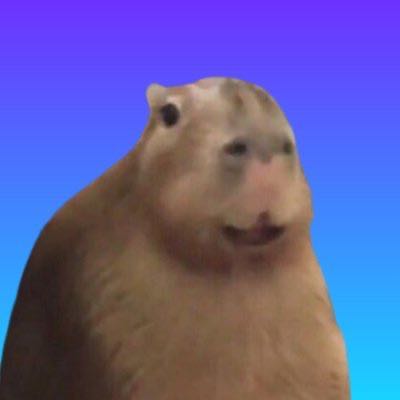 Canal de Memes Melted Videos no WhatsApp