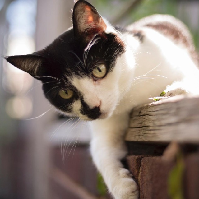 Canal no WhatsApp: UOL | Gatos para apaixonados por felinos