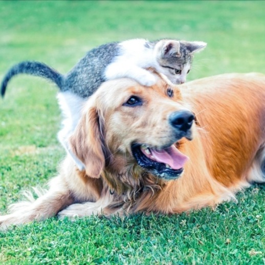 Canal no WhatsApp Pais de Pets | Dicas e curiosidades