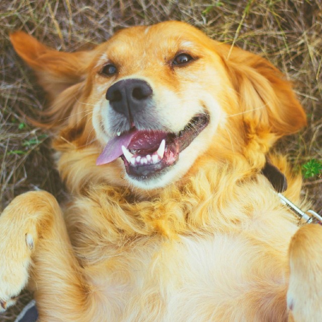 Canal no WhatsApp UOL | Cachorros: Universo dos Doguinhos