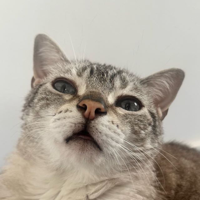 Canal no WhatsApp Gato Miu | Dicas pra gatinhos